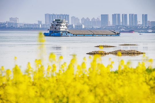 油菜花