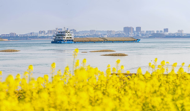 油菜花海