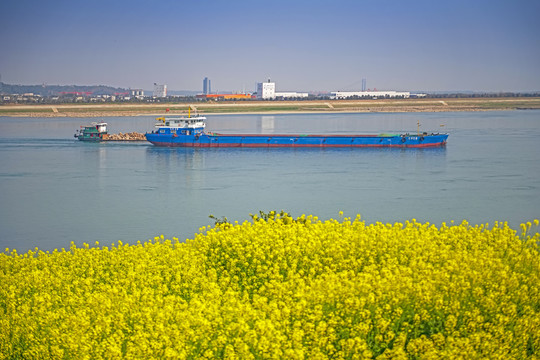 油菜花海