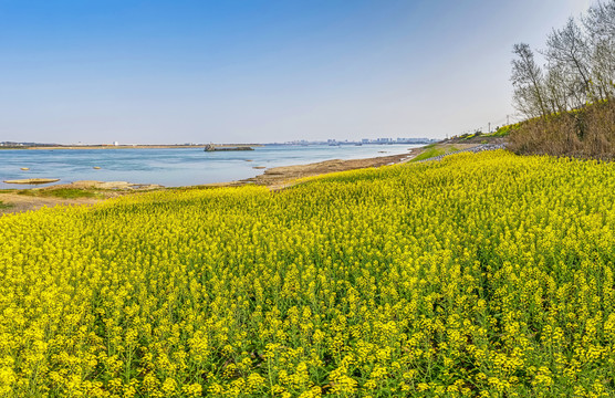 油菜花海