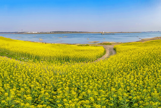 油菜花海