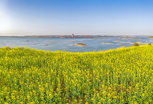 油菜花海