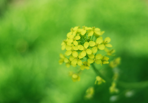 油菜花