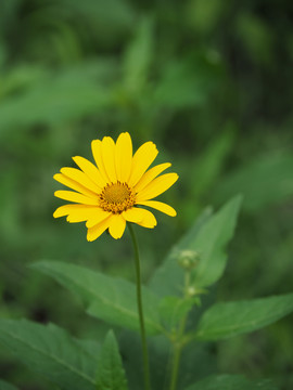 野菊花