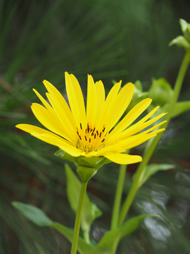 黑心菊