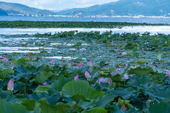 石屏异龙湖风光