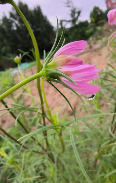 雨后的格桑花