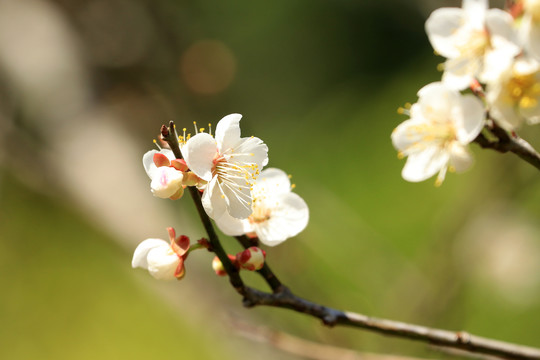 梅花