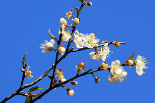 梅花