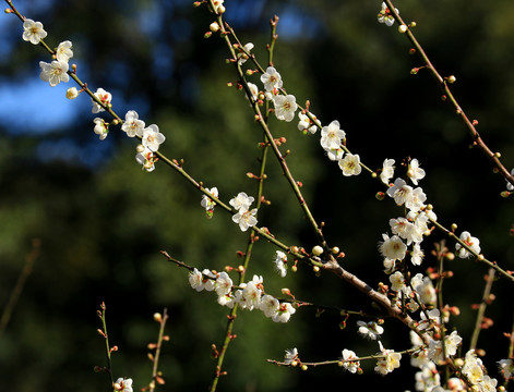 梅花