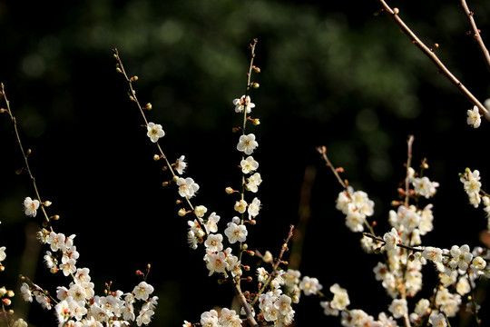 梅花