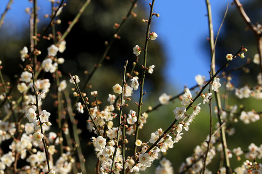 梅花