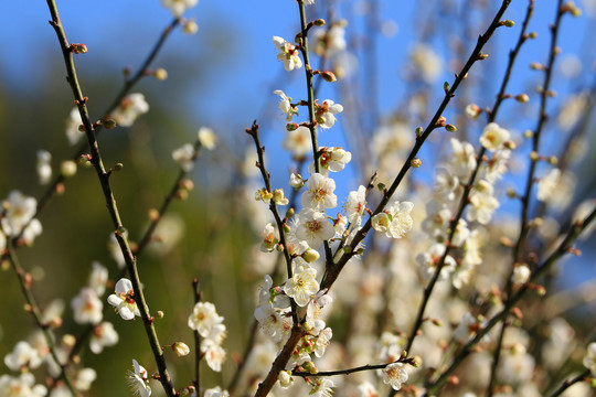 梅花