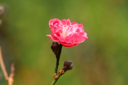 桃花