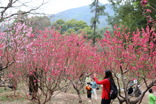 桃花