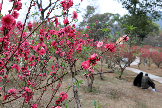 桃花