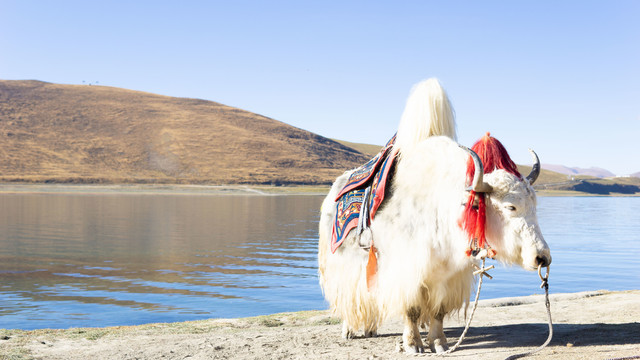 西藏羊卓雍措羊湖山脉牦牛风景
