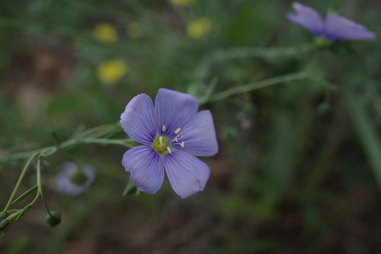 小紫花