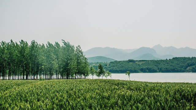 田园