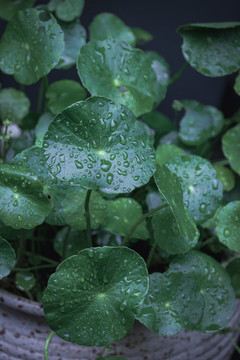 雨后的铜钱草