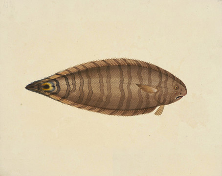 比目魚海洋生物素材