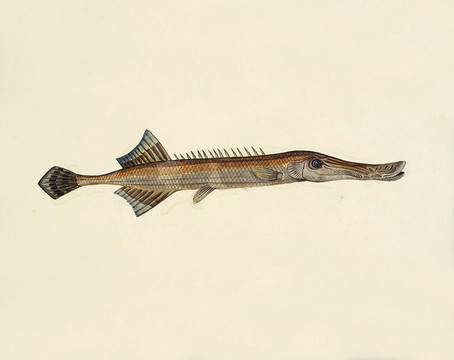茶枝魚海洋生物素材
