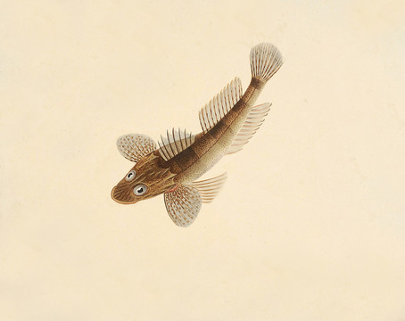 刀甲魚海洋生物素材