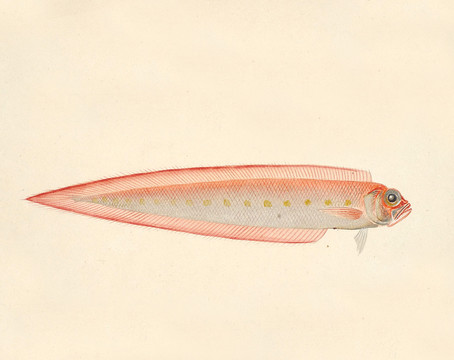 红带鱼海洋生物素材
