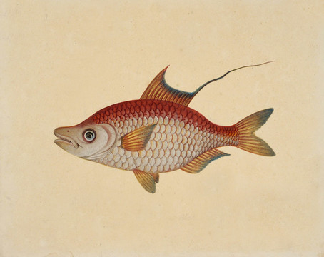 红鱼海洋生物素材