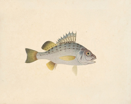 花白鱸魚海洋生物素材