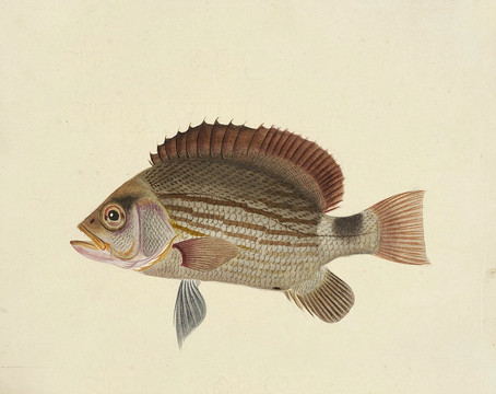 花身鯽魚海洋生物素材
