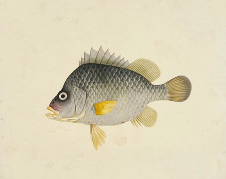 黃翼魚海洋生物素材