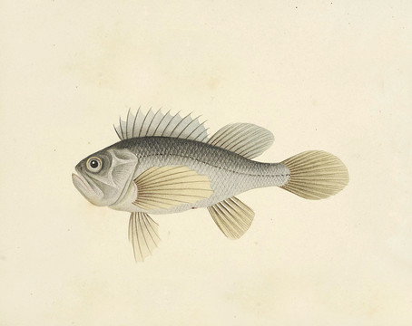 青衫魚海洋生物素材