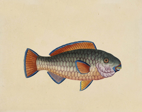 青衣魚海洋生物素材