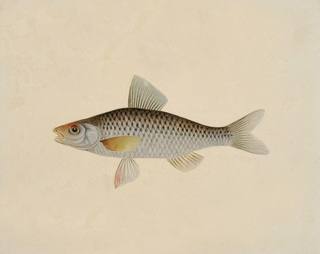 青魚海洋生物素材