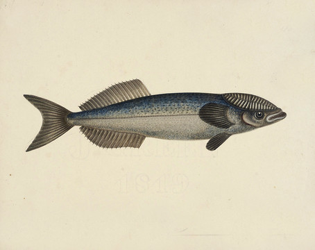 邱魚海洋生物素材