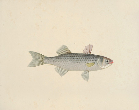 犬魚海洋生物素材