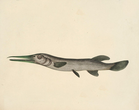 雀鱔魚海洋生物素材