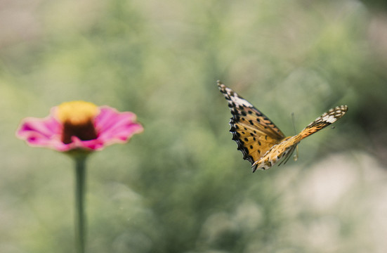 蝴蝶与花