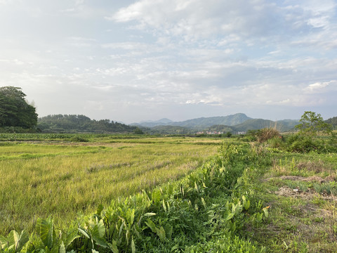 农村民房农田