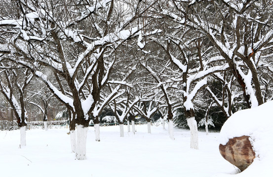 雪景