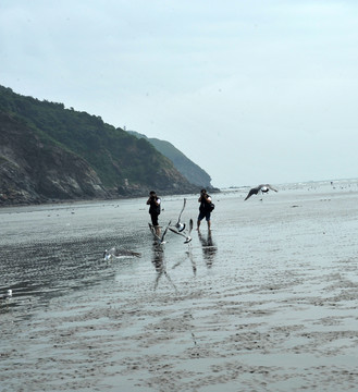 红嘴海鸥