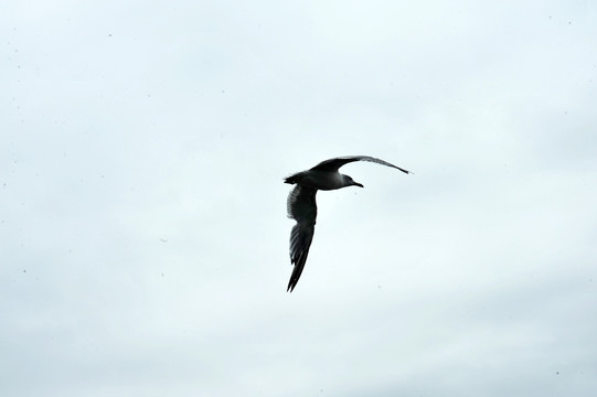 海鸥飞翔红嘴海鸥