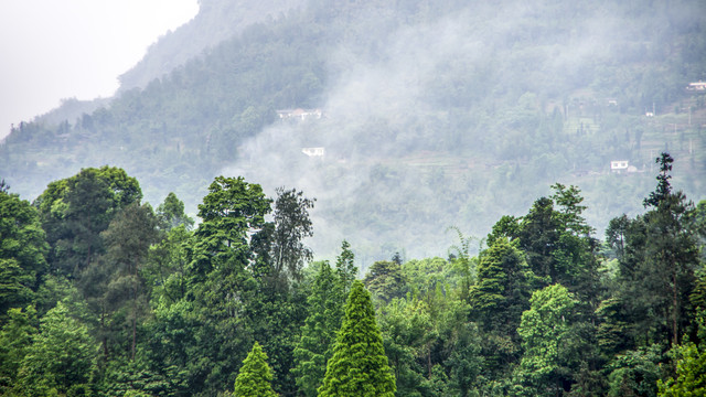 树木风景