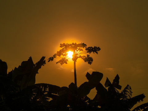 木瓜树太阳逆光
