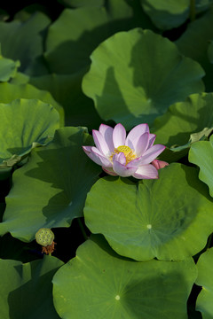 荷花池