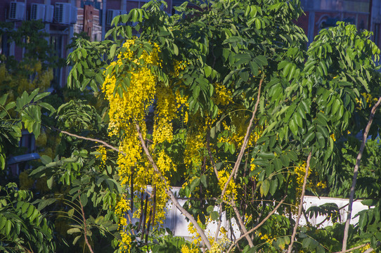 腊肠树花枝