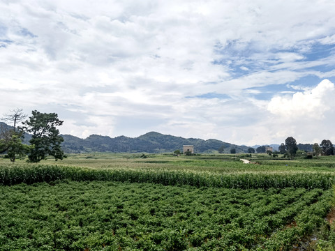 辣椒基地