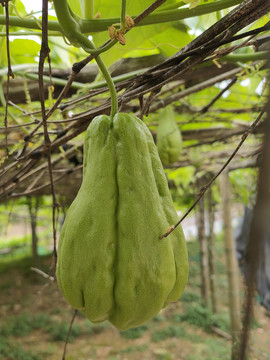 绿色蔬菜无农药残留物