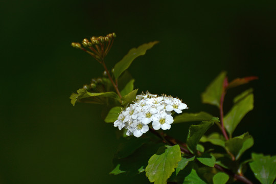 绣线菊